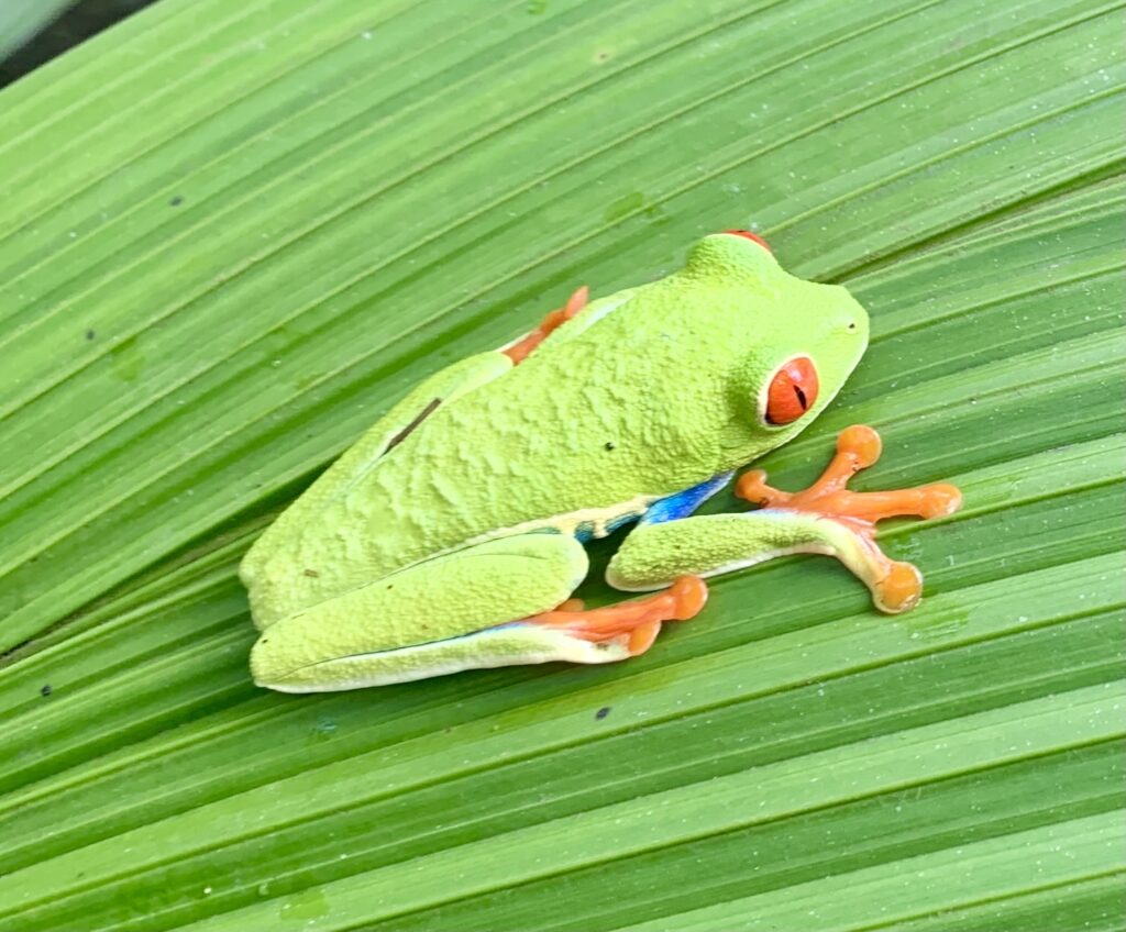 Rana de ojos rojos